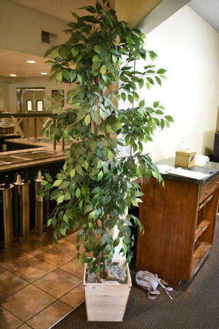 Fake Plant. (main dining room)